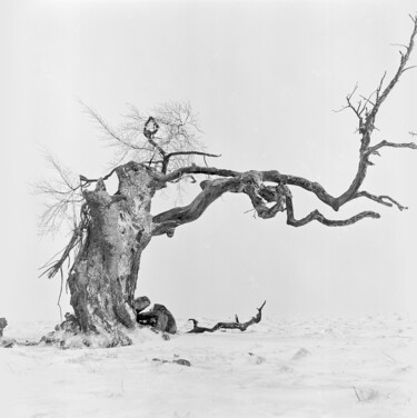 Photographie intitulée "Wintertrees, Study…" par Franz Hümpfner, Œuvre d'art originale, Photographie argentique