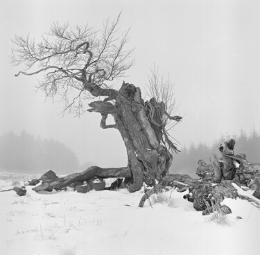 Photography titled "Wintertrees, Study…" by Franz Hümpfner, Original Artwork, Analog photography