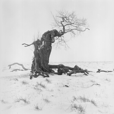 Fotografía titulada "Wintertrees Study 05" por Franz Hümpfner, Obra de arte original, Fotografía analógica