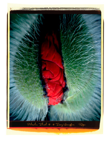Fotografia zatytułowany „Polacolor Floral 13…” autorstwa Franz Hümpfner, Oryginalna praca, Fotografia cyfrowa