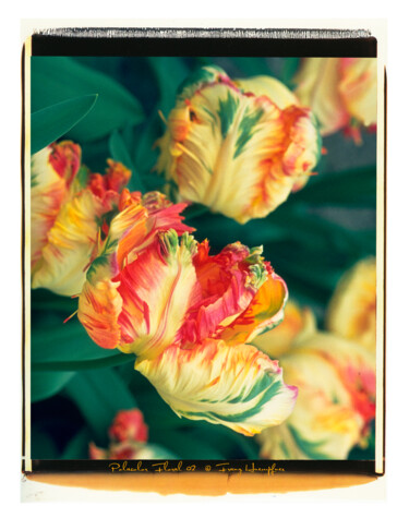 Fotografia intitolato "Polacolor Floral 02" da Franz Hümpfner, Opera d'arte originale, fotografia a pellicola