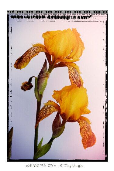 "Wabi-Sabi Pola Iris…" başlıklı Fotoğraf Franz Hümpfner tarafından, Orijinal sanat, Analog Fotoğrafçılık