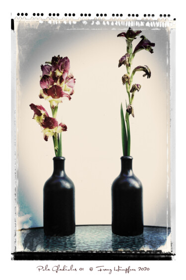 Fotografie getiteld "Pola Gladiolus 01" door Franz Hümpfner, Origineel Kunstwerk, Digitale fotografie