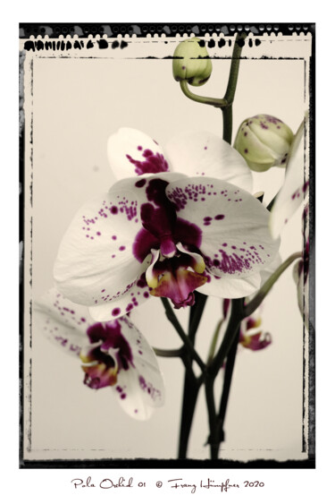 Fotografia intitulada "Pola Orchid 01" por Franz Hümpfner, Obras de arte originais, Fotografia digital