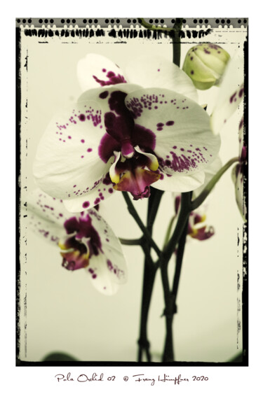 Fotografía titulada "Pola Orchid 02" por Franz Hümpfner, Obra de arte original, Fotografía digital