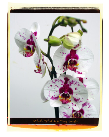 Fotografia zatytułowany „Polacolor Floral 16” autorstwa Franz Hümpfner, Oryginalna praca, Fotografia cyfrowa