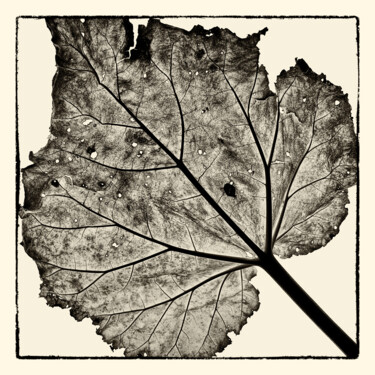 Photography titled "Wabi Sabi Leaf 01" by Franz Hümpfner, Original Artwork, Digital Photography