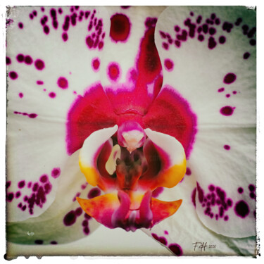 Digital Arts titled "Digital Orchid 04" by Franz Hümpfner, Original Artwork, Digital Painting Mounted on Metal