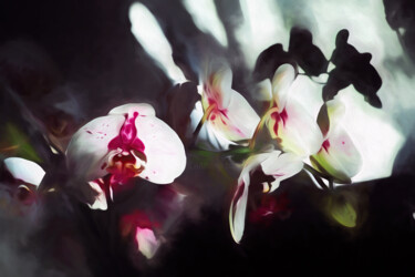 Arte digitale intitolato "orchid  - homage to…" da Franz Hümpfner, Opera d'arte originale, Pittura digitale Montato su Allum…