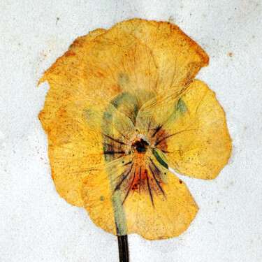 摄影 标题为“Herbarium # 3” 由Franz Hümpfner, 原创艺术品, 非操纵摄影