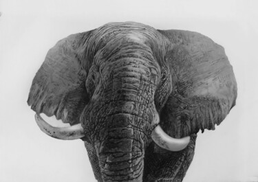 Σχέδιο με τίτλο "elephant - quick sc…" από Franzart, Αυθεντικά έργα τέχνης, Μολύβι