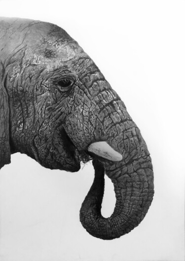 Tekening getiteld "elephant 5 young -…" door Franzart, Origineel Kunstwerk, Potlood