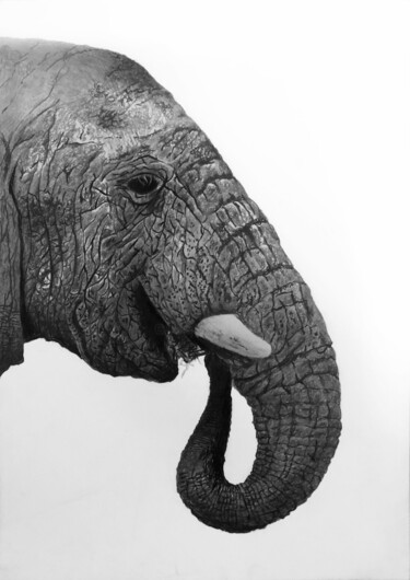 Desenho intitulada "elephant 5 young -…" por Franzart, Obras de arte originais, Lápis