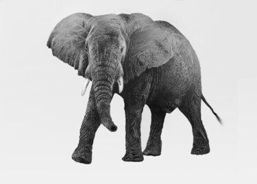 Dessin intitulée "elephant 7 - quick…" par Franzart, Œuvre d'art originale, Crayon