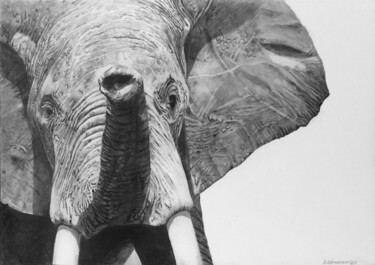 Desenho intitulada "elephant mad male -…" por Franzart, Obras de arte originais, Lápis