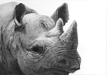 Рисунок под названием "Rhino 5 - White Rhi…" - Franzart, Подлинное произведение искусства, Карандаш