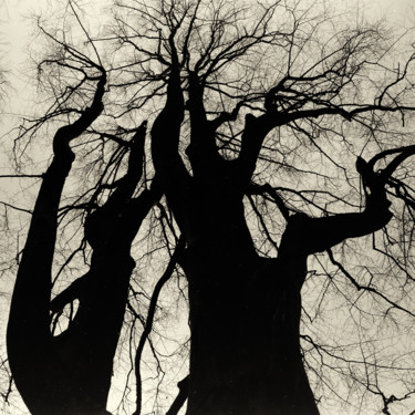 Wintertrees Study 06 Photographie intitulée "Wintertrees Study…" par Franz Hümpfner, Œuvre d'art originale, Photographie argentique