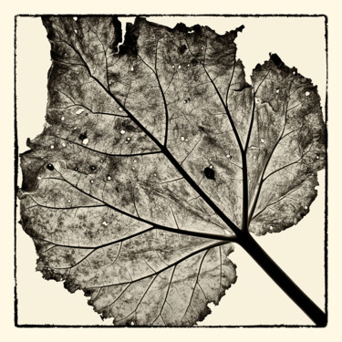 Wabi Sabi Leaf 01 Photographie intitulée "Wabi Sabi Leaf 01" par Franz Hümpfner, Œuvre d'art originale, Photographie numérique