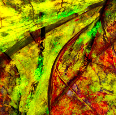 Photography titled "Herbarium # 22" by Franz Hümpfner, Original Artwork, Digital Painting