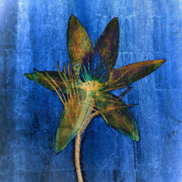 Printmaking titled "Herbarium # 10" by Franz Hümpfner, Original Artwork, Manipulated Photography