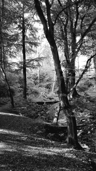 Fotografía titulada "Wald" por Franziska Kolbe, Obra de arte original, Fotografía digital