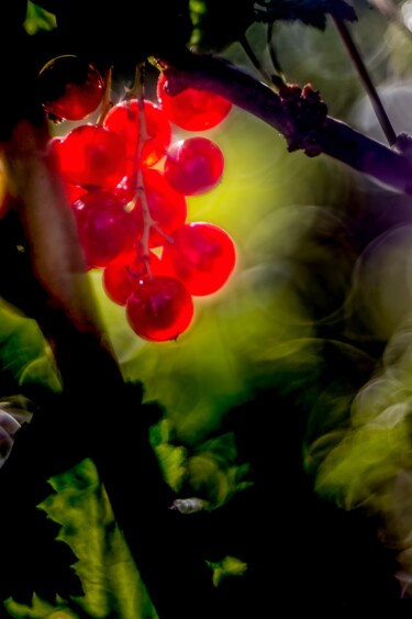 Photographie intitulée "Currants glory" par Fred-Jürgen Schiele, Œuvre d'art originale, Photographie numérique