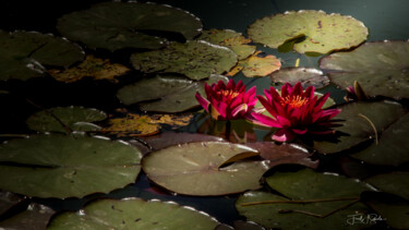 Fotografie getiteld "Water lily in the e…" door Fred-Jürgen Schiele, Origineel Kunstwerk, Digitale fotografie