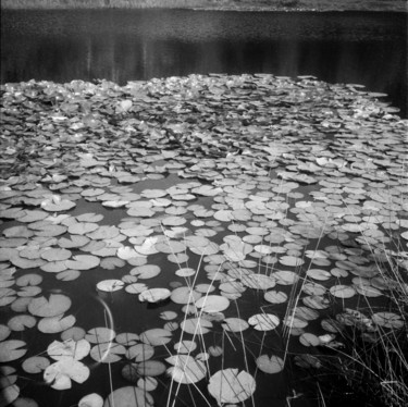 Photographie intitulée "Nénuphares" par Frédéric Duchesnay, Œuvre d'art originale, Photographie argentique