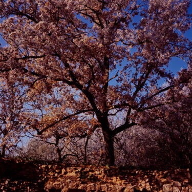 Photographie intitulée "L'arbre à Castelnaud" par Frédéric Duchesnay, Œuvre d'art originale, Photographie argentique