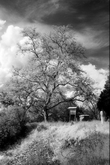 Fotografia intitulada "Platane" por Frédéric Duchesnay, Obras de arte originais, Fotografia de filme