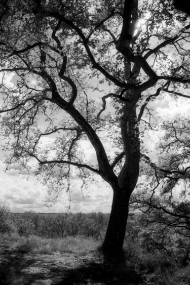 Fotografia intitulada "L'arbre en noir" por Frédéric Duchesnay, Obras de arte originais, Fotografia de filme