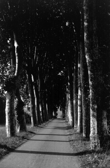 Fotografia intitulada "Platanes alley" por Frédéric Duchesnay, Obras de arte originais, Fotografia de filme