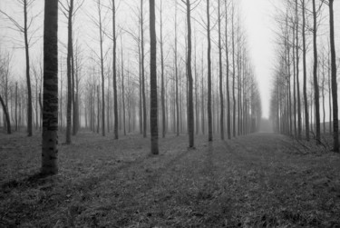 Photographie intitulée "La peupleraie" par Frédéric Duchesnay, Œuvre d'art originale, Photographie argentique