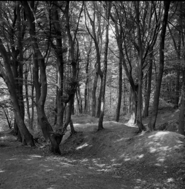 Photographie intitulée "sous bois" par Frédéric Duchesnay, Œuvre d'art originale, Photographie argentique