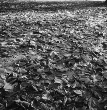 Photographie intitulée "Les feuilles mortes." par Frédéric Duchesnay, Œuvre d'art originale, Photographie argentique