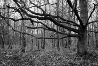 Photographie intitulée "Branches" par Frédéric Duchesnay, Œuvre d'art originale, Photographie argentique