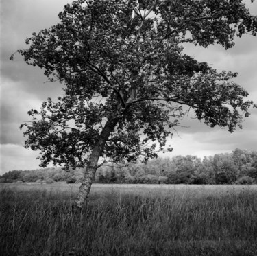 Photography titled "L'arbre" by Frédéric Duchesnay, Original Artwork, Analog photography