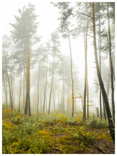 Photography titled "Brume en forêt" by Frédéric Bons, Original Artwork, Digital Photography