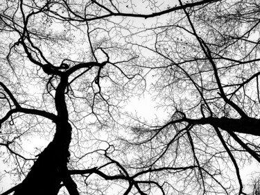 Fotografia intitulada "Sous les arbres" por Frederic Bos, Obras de arte originais, Fotografia digital