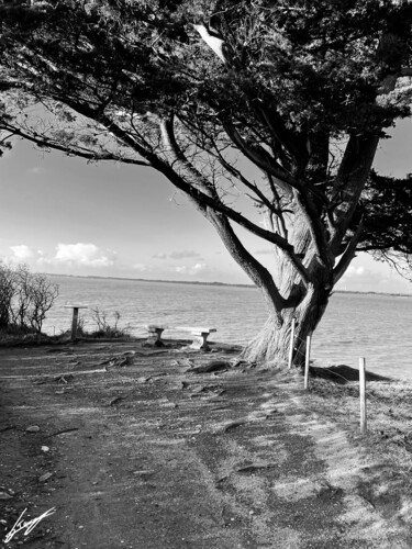 Photographie intitulée "Arbre Océanique" par Frederic Tomás (fred tomás), Œuvre d'art originale, Photographie non manipulée