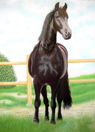 Painting titled "Cheval Frison en pâ…" by Fred Mahieu, Original Artwork, Pastel