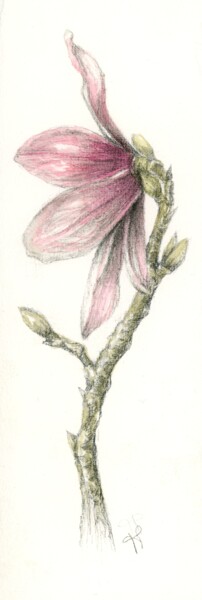 Drawing titled "Magnolia" by Frédérique Poisson, Original Artwork, Watercolor