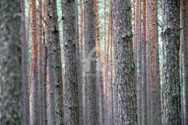 Photography titled "Forêt Osoviec-Twier…" by Frédérique Ziolko, Original Artwork