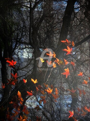 Photographie intitulée "feuilles" par Frédérique Ziolko, Œuvre d'art originale
