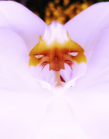 Photographie intitulée "Dragonflower" par Fred Goldzak, Œuvre d'art originale