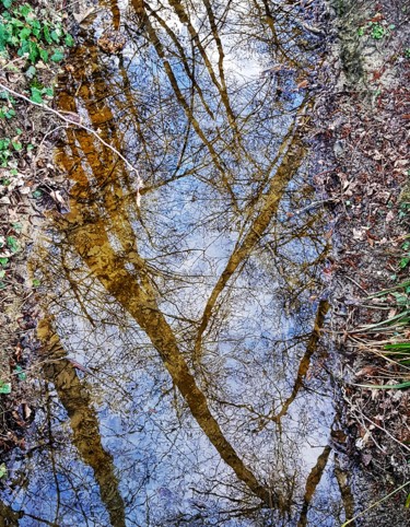 Photographie intitulée "Forest reflection" par Fred Goldzak, Œuvre d'art originale