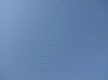 Photography titled "Birds" by Kathleen Reilly, Original Artwork