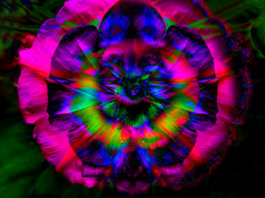 Photographie intitulée "Fleur de mon jardin…" par Gabriel Cotelle, Œuvre d'art originale, Photographie numérique