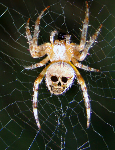 Fotografía titulada "Araignée du soir, e…" por Gabriel Cotelle, Obra de arte original, Fotografía digital