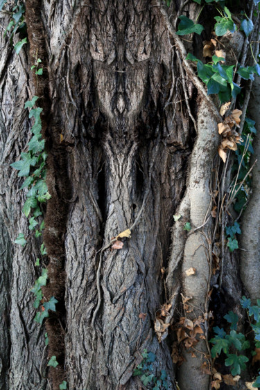 Photographie intitulée "Ces arbres  hantés…" par Gabriel Cotelle, Œuvre d'art originale, Photographie numérique